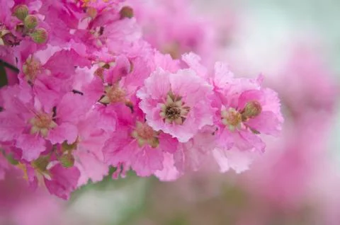 Lagerstroemia macrocarpa Stock Photos