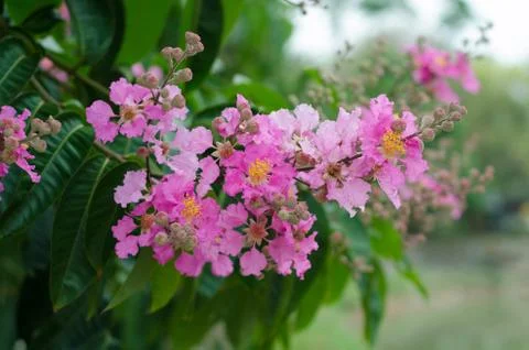 Lagerstroemia macrocarpa Stock Photos
