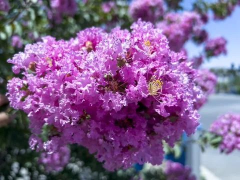 Lagerstroemia Stock-Fotos