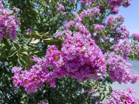 Lagerstroemia 스톡 사진