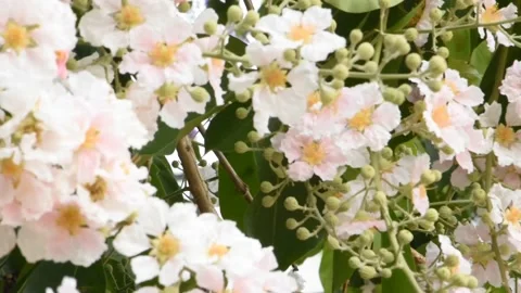 Lagerstroemia speciosa Stock Footage 132280885