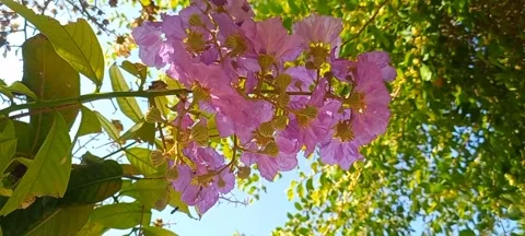 Lagerstroemia speciosa Stock Footage 290032240