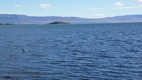 Lago Argentino featuring a pair of black-necked swans on the water, Stockbeeldmateriaal 343437079
