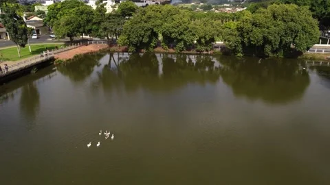 Lago com patos Stock Footage 239269675