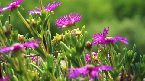Lago d'Iseo Stock Footage 3151969
