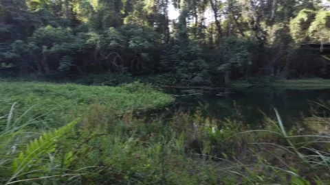 Lago do Sapo in Olhos d Agua Park Brasilia Stock Footage 201499914