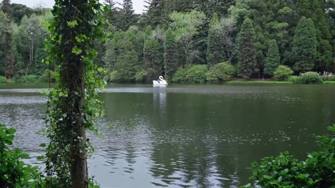 Lago Negro (Black Lake) with Swan Pedal Boat - Gramado, Brazil 스톡 동영상 255222553