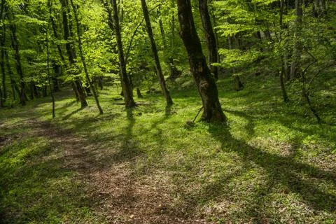 Lagodechi forest at daytime Stock Photos