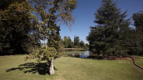 Lagoon and trees Stock Footage 77045775