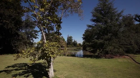 Lagoon and trees Stock Footage 77045794