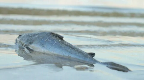 Lagoon Dead Fish Stock Footage 609819
