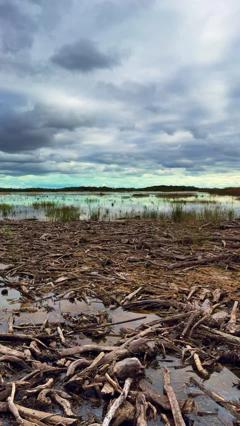 LAGOON WITH DRY LOGS  Stock Footage 280790514