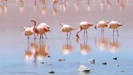 Lagoon Flamingo Bolivia Stock Footage