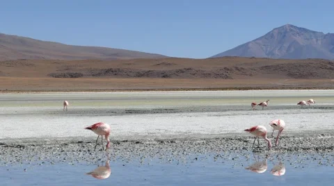 Lagoon flamingo bolivia Stock Footage 44338212