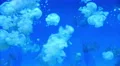 Lagoon Jellyfish 04 4K 4k or 4k+ Resolution
