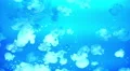 Lagoon Jellyfish 06 4K 4k or 4k+ Resolution