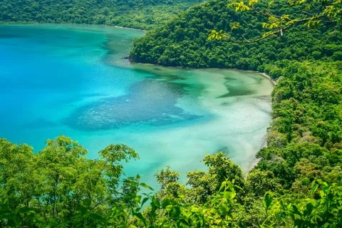 Lagoon In The Jungle Stock Photos