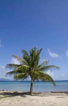 Lagoon palm tree Stock Photos