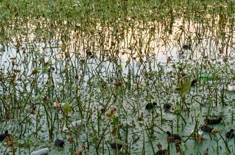 Lagoon with plastic bottles floating on its surface Stock-Fotos