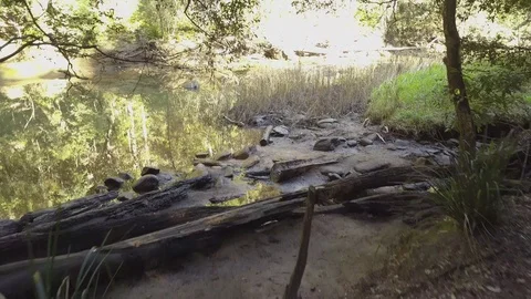 Lagoon - rainforest - australia Stock Footage 114657583