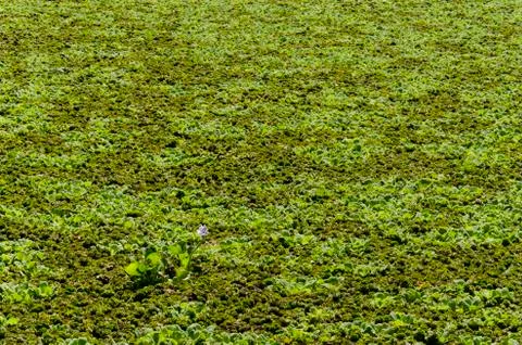 Lagoon surface completely covered by aquatic plants, one of them flowered Stock Photos