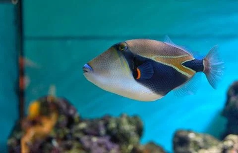 Lagoon triggerfish Coral reef Stock Photos