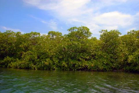 Lagoon with vegetation on the background Stock Photos