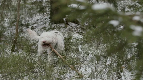 Lagotto dog playing in the forest Stock Footage 233997845