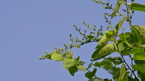Lagrezia flowers. Stock Footage 320249636