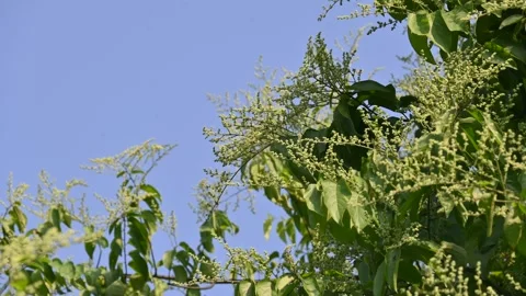 Lagrezia flowers. Stock Footage 320249651