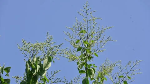 Lagrezia flowers. Stock Footage 320249655