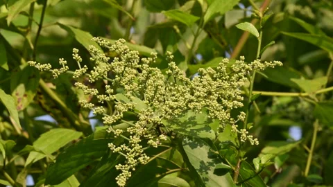 Lagrezia flowers. Stock Footage 320249657