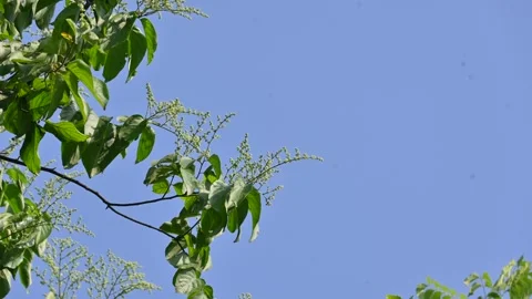 Lagrezia flowers. Stock Footage 320249716