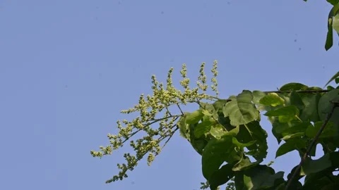 Lagrezia flowers. Stock Footage 320249745