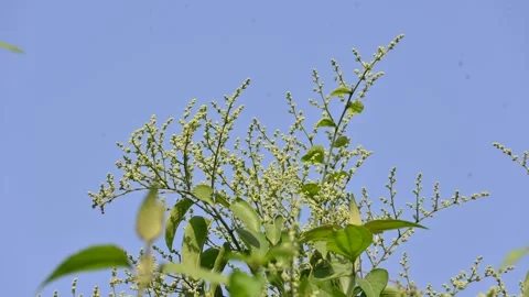 Lagrezia flowers. Stock Footage 320249751