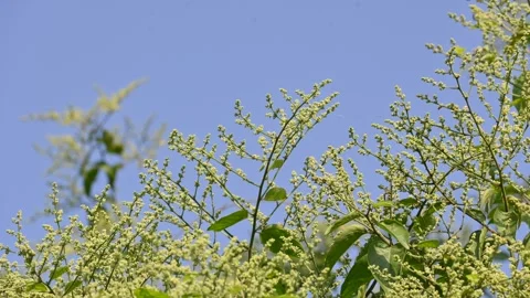 Lagrezia flowers. Stock Footage 320249752
