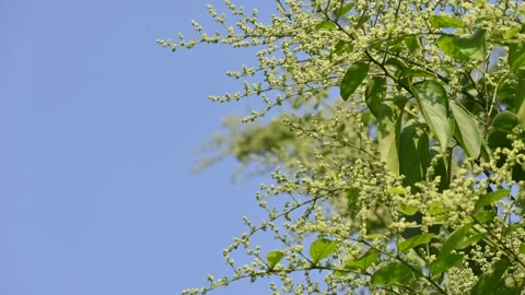 Lagrezia flowers. Stock Footage 320249759