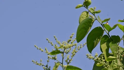 Lagrezia flowers. Stock Footage 320249849