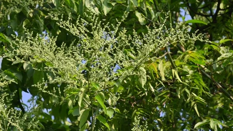 Lagrezia flowers. Stock Footage 320249882