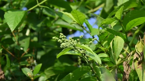 Lagrezia flowers. Stock Footage 320249893