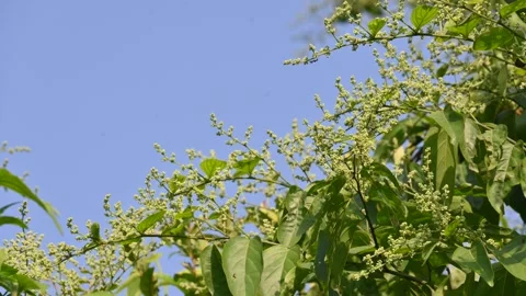 Lagrezia flowers. Stock Footage 320249923