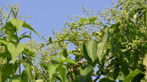 Lagrezia flowers. Stock Footage 320249941