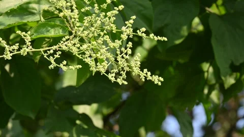 Lagrezia flowers. Stock Footage 320250030