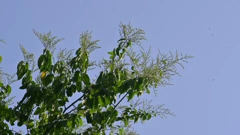 Lagrezia flowers. Stock Footage 320250032