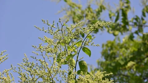 Lagrezia flowers. Stock Footage 320250062