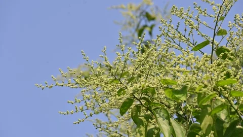 Lagrezia flowers. Stock Footage 320250063