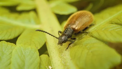 Lagria hirta beetle macro close-up in natural environment Stock Footage 326640512