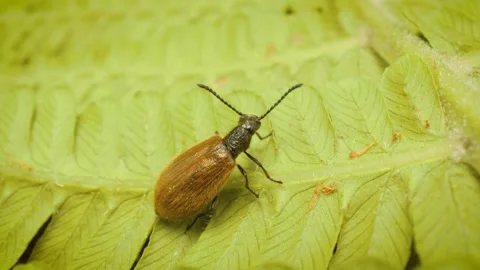 Lagria hirta beetle macro close-up in natural environment 스톡 동영상 326640522