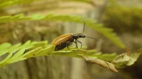 Lagria hirta beetle macro close-up taking off in natural environment Stock-Footage 326640592