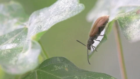 Lagria hirta - Rough-Haired Lagria Beetle Video stock 77263706